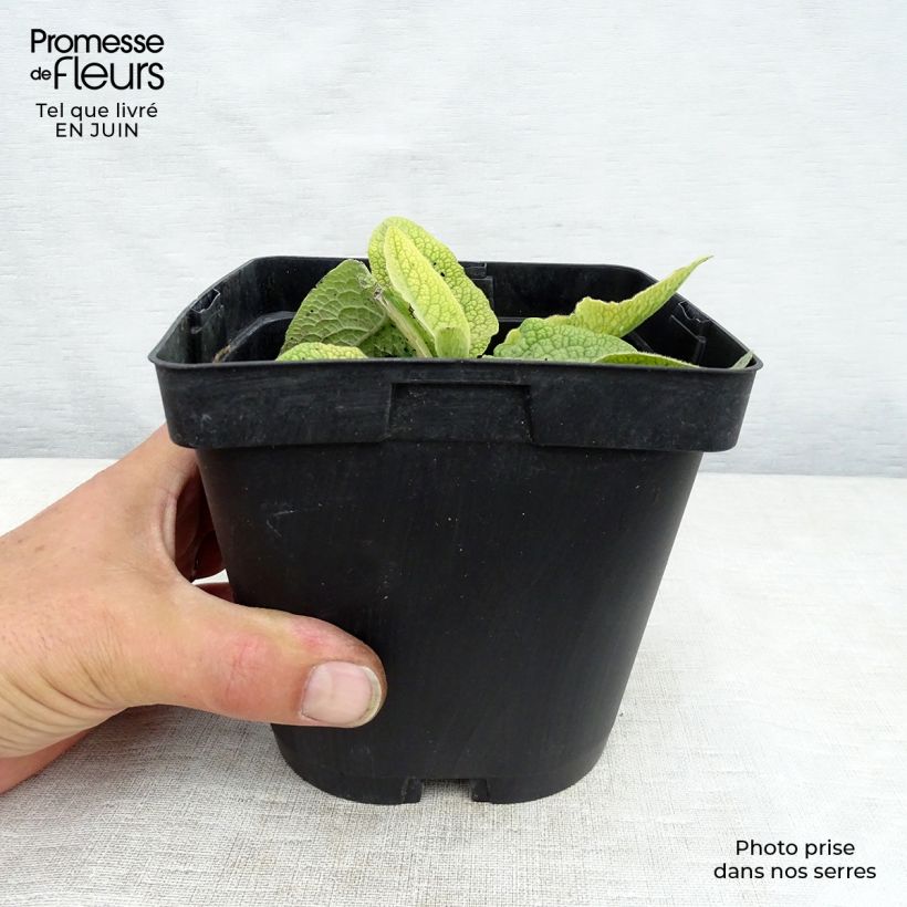 Symphytum azureum  2L/3L pot sample as delivered in summer