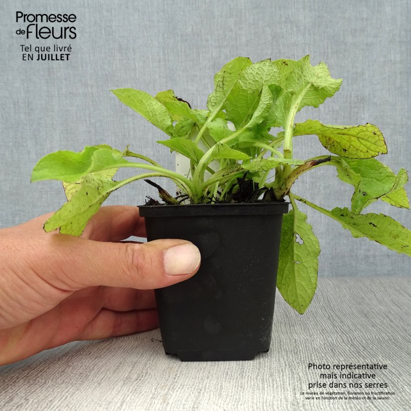 Symphytum Hidcote Blue - Comfrey 8/9 cm pot sample as delivered in summer