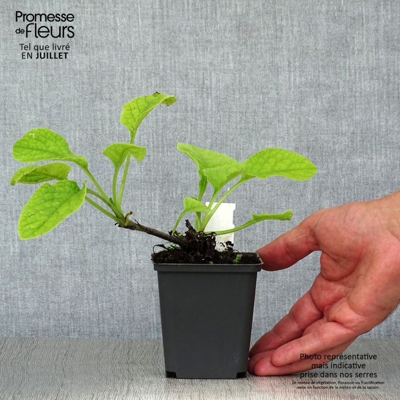 Symphytum Hidcote Pink - Comfrey 8/9 cm pot sample as delivered in summer