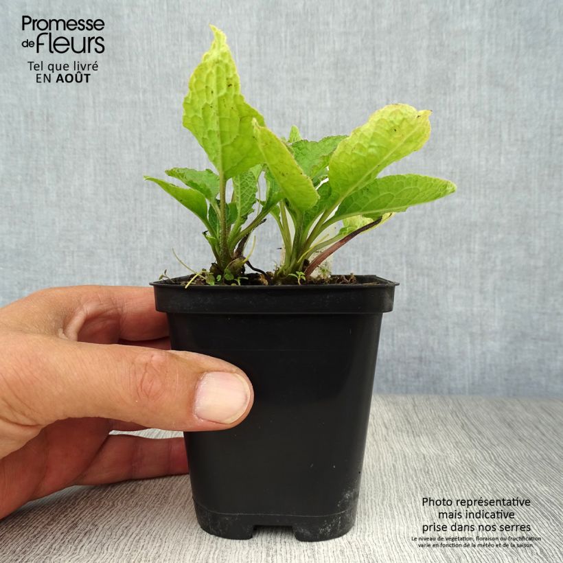 Symphytum grandiflorum - Comfrey 8/9 cm pot sample as delivered in summer