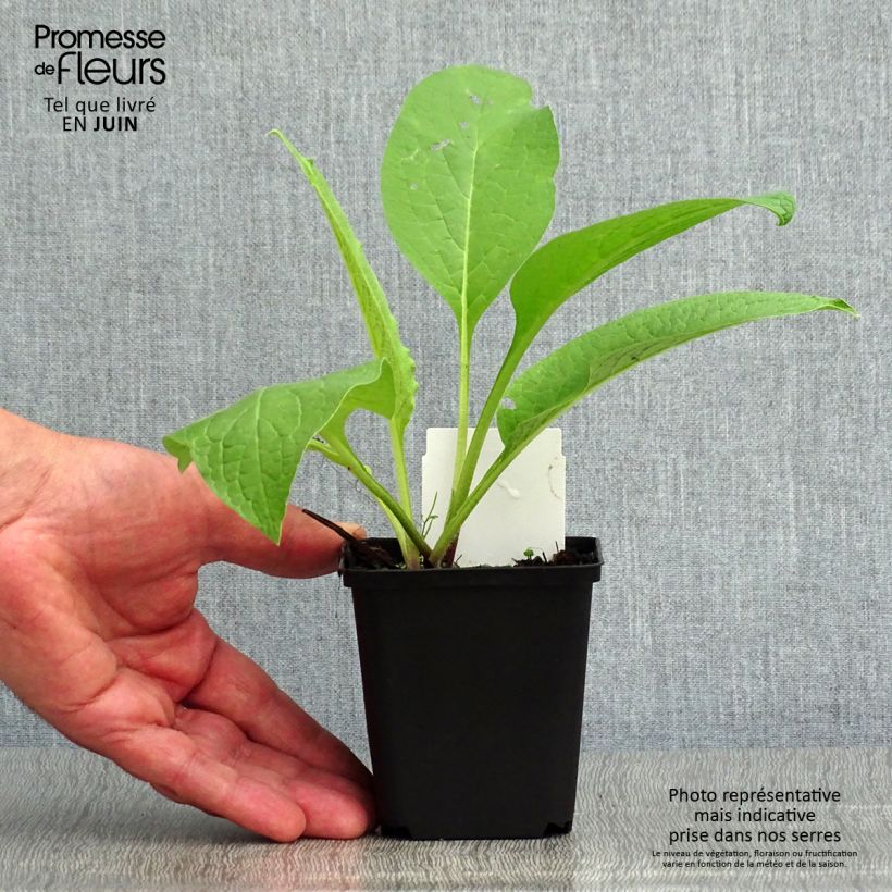 Symphytum officinale - Comfrey 8/9 cm pot sample as delivered in summer