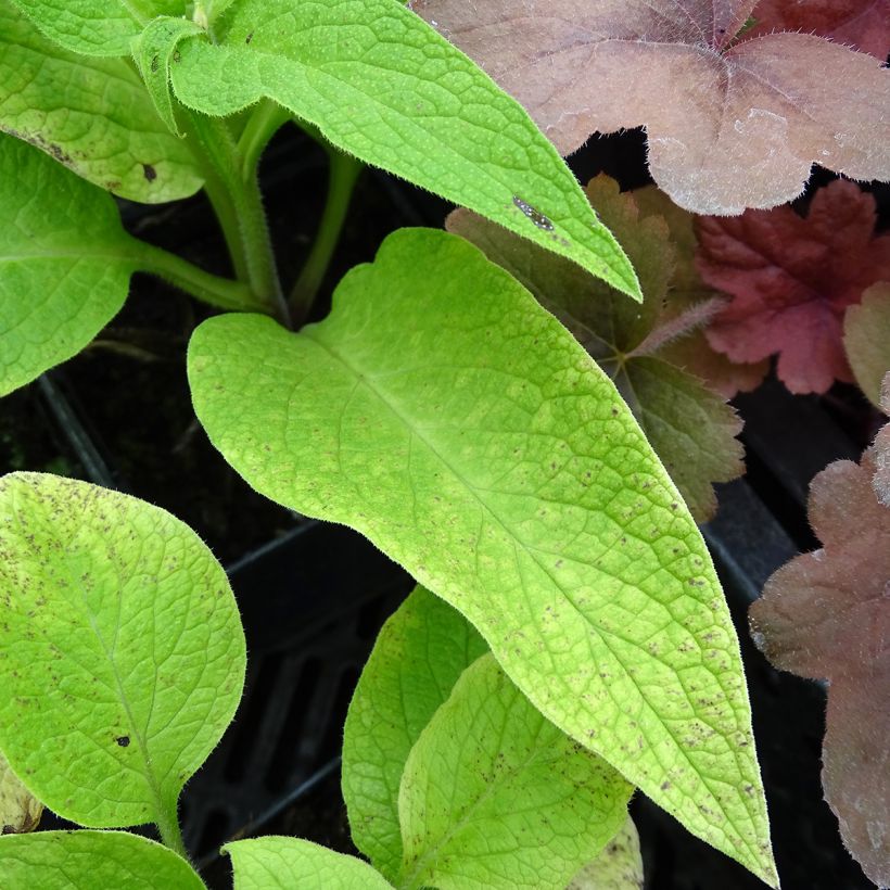 Symphytum rubrum - Red Comfrey (Foliage)