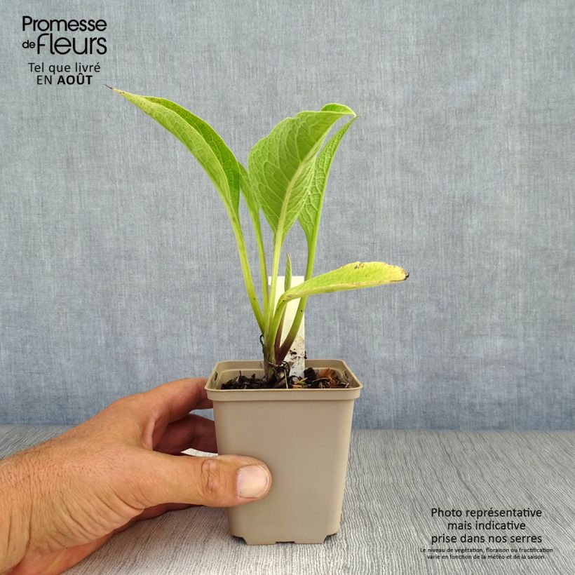 Symphytum rubrum - Red Comfrey 8/9 cm pot sample as delivered in summer