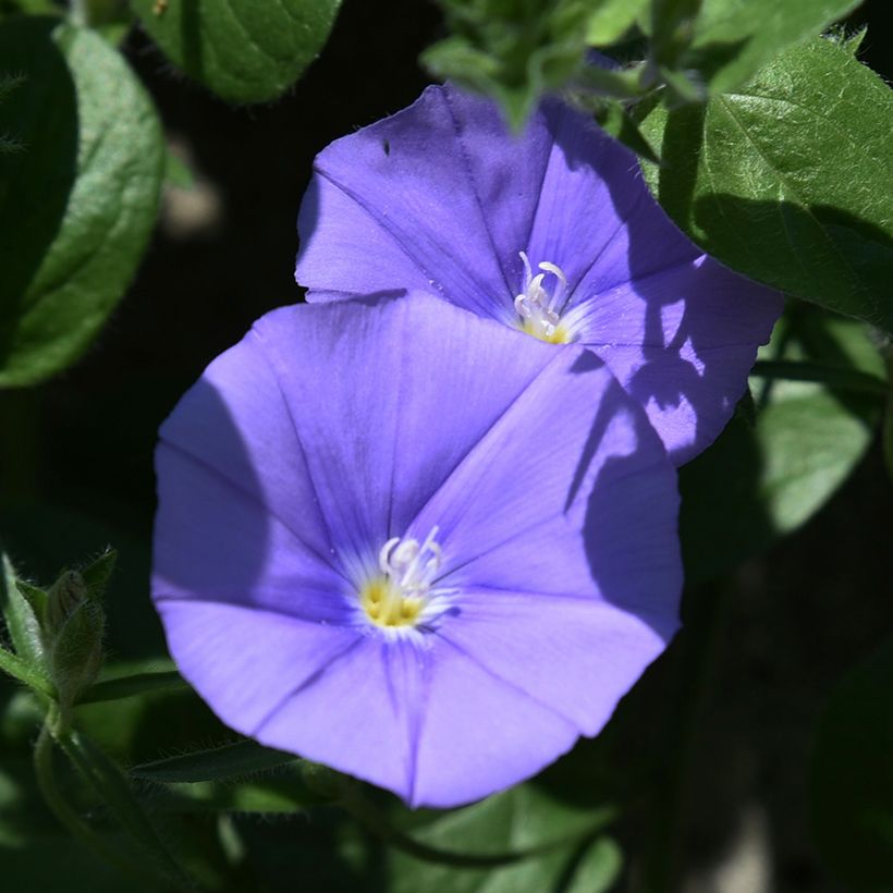 Convolvulus sabatius New Blue Moon (Flowering)