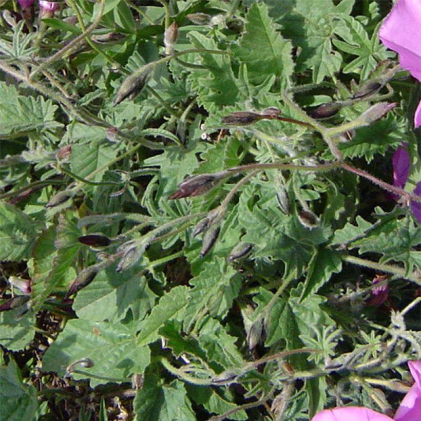 Convolvulus althaeoides (Foliage)