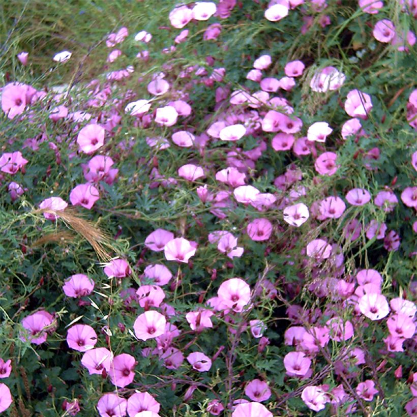 Convolvulus althaeoides (Flowering)
