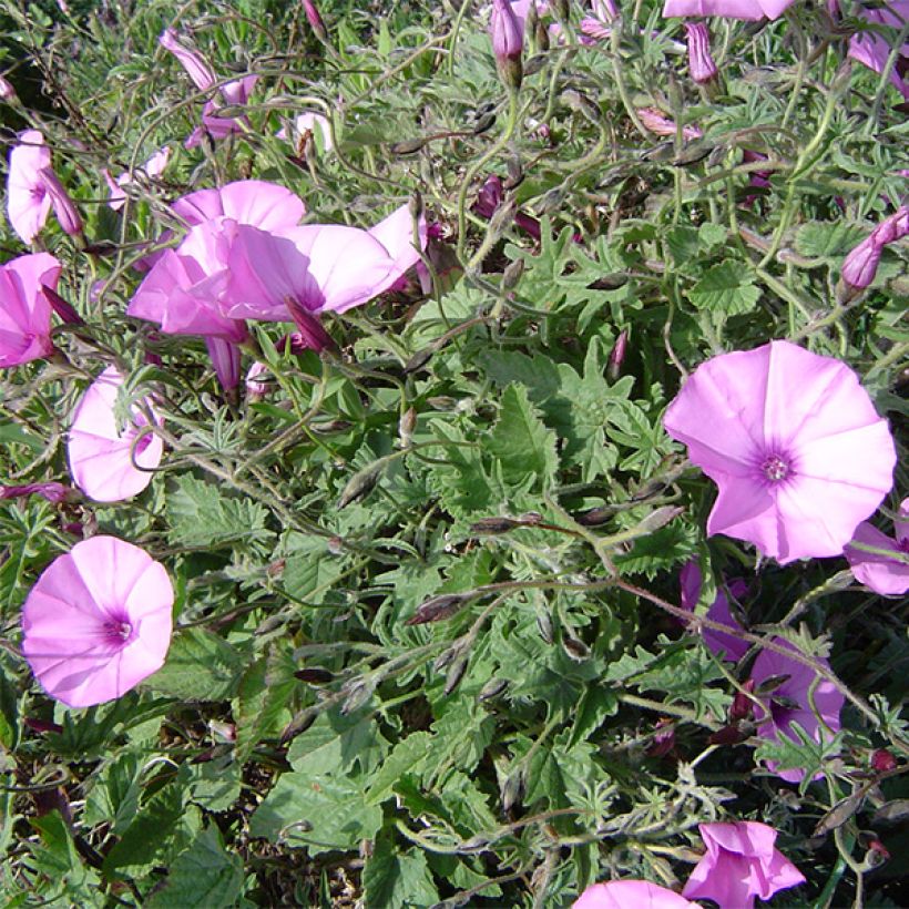 Convolvulus althaeoides (Plant habit)