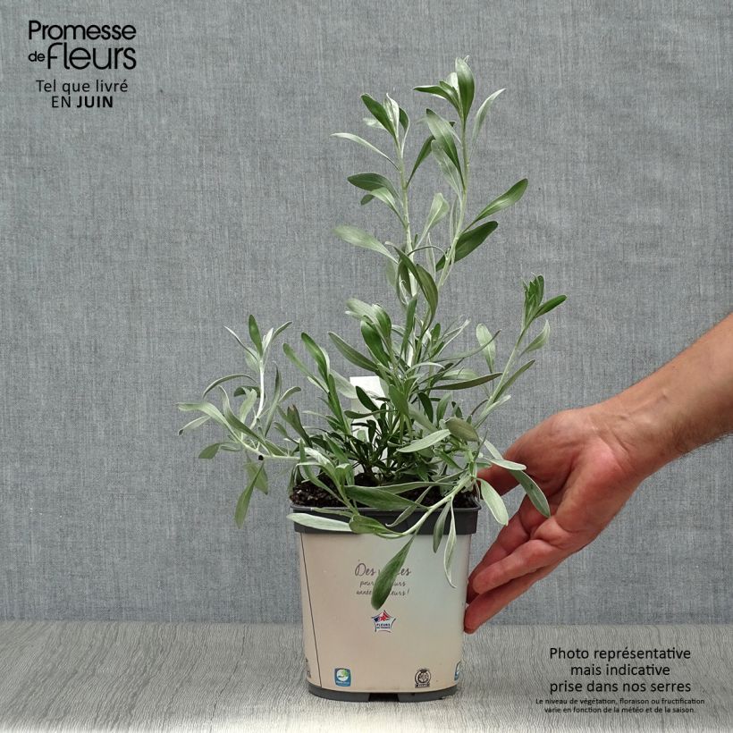 Convolvulus cneorum - Silver bindweed 2L/3L pot sample as delivered in summer