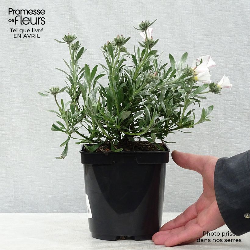 Convolvulus cneorum - Silver bindweed 2L/3L potShipped height around 10/20cm sample as delivered in spring