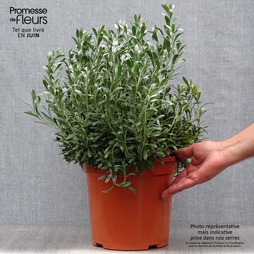 Convolvulus cneorum - Silver bindweed 7.5L/10L pot sample as delivered in summer