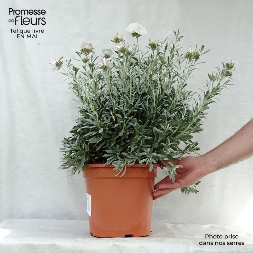 Convolvulus cneorum - Silver bindweed 7.5L/10L potShipped height around 40/50cm sample as delivered in spring