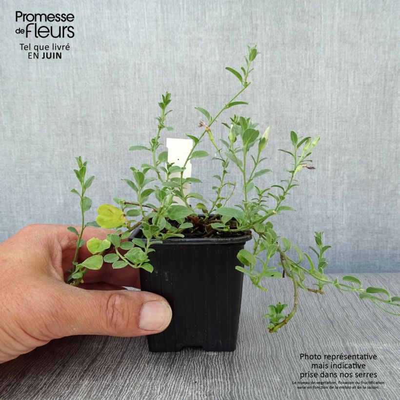 Convolvulus sabatius 8/9 cm pot sample as delivered in summer