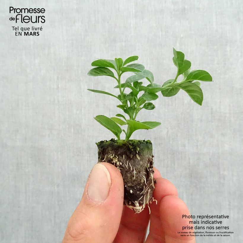 Convolvulus sabatius Moroccan Beauty Plug plant 3/4cm sample as delivered in spring