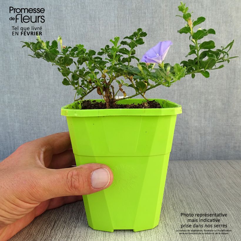 Convolvulus sabatius Moroccan Beauty 1L/1.5L pot sample as delivered in autumn