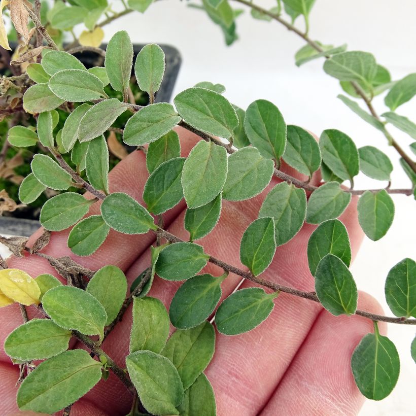 Convolvulus sabatius (Foliage)