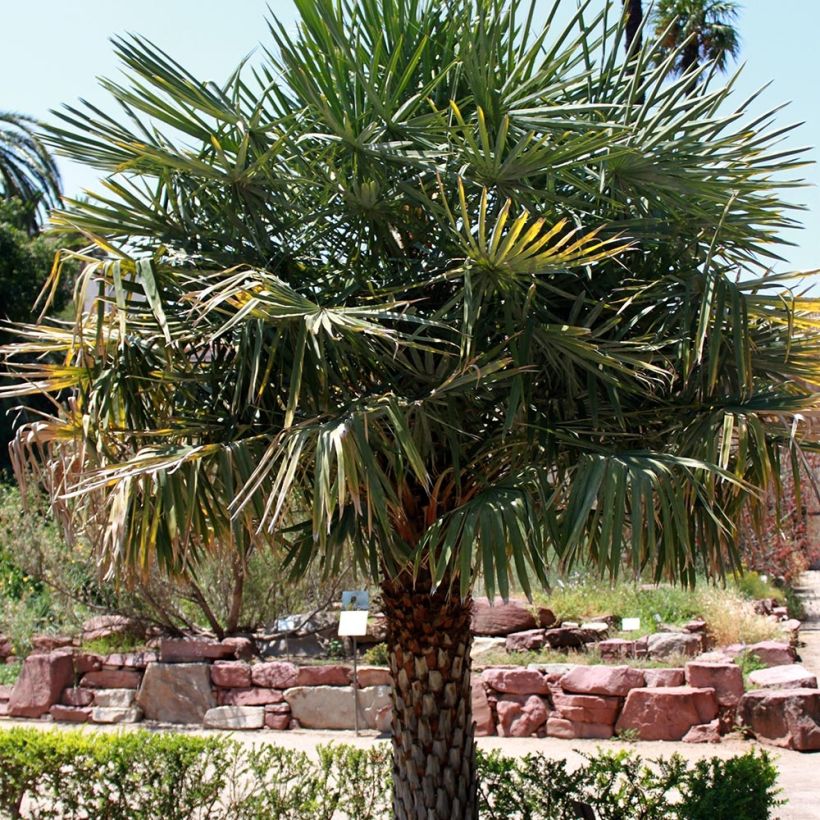 Copernicia alba - Caranda Palm (Plant habit)