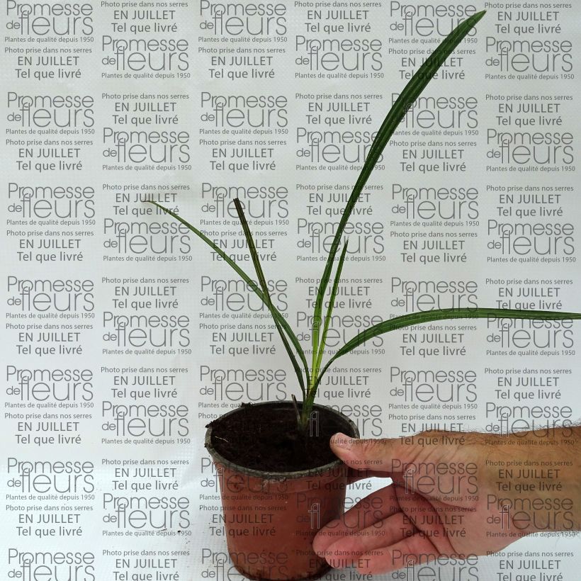 Copernicia alba - Caranda Palm 12cm pot sample as delivered in summer
