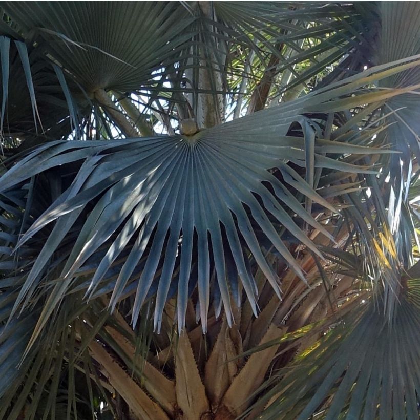 Copernicia hospita - Caranda Palm (Foliage)