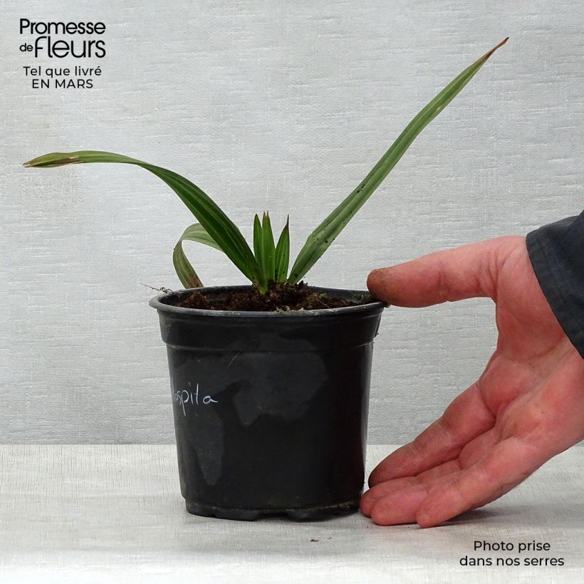Copernicia hospita - Caranda Palm 12cm pot sample as delivered in spring