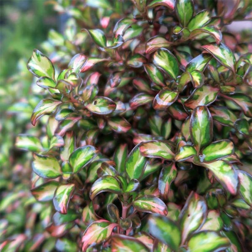 Coprosma Evening Glow (Foliage)