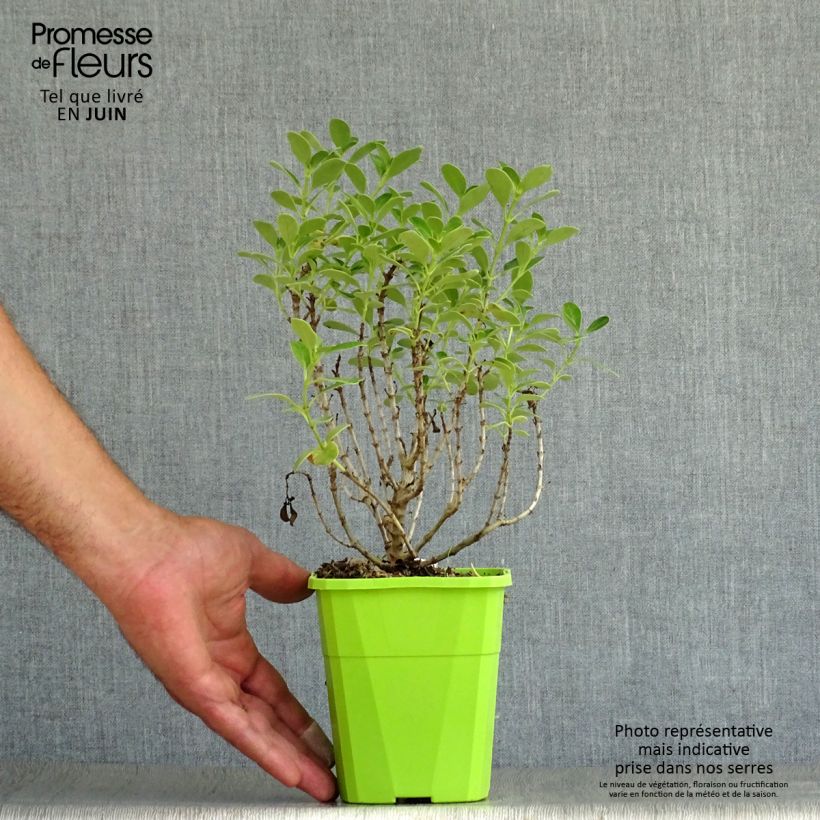Coprosma Mini Mac 1L/1.5L pot sample as delivered in summer