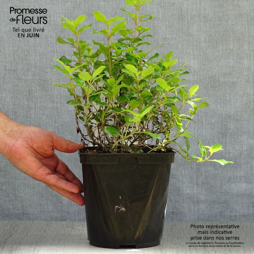 Coprosma robusta Pina colada 3L/4L pot sample as delivered in summer