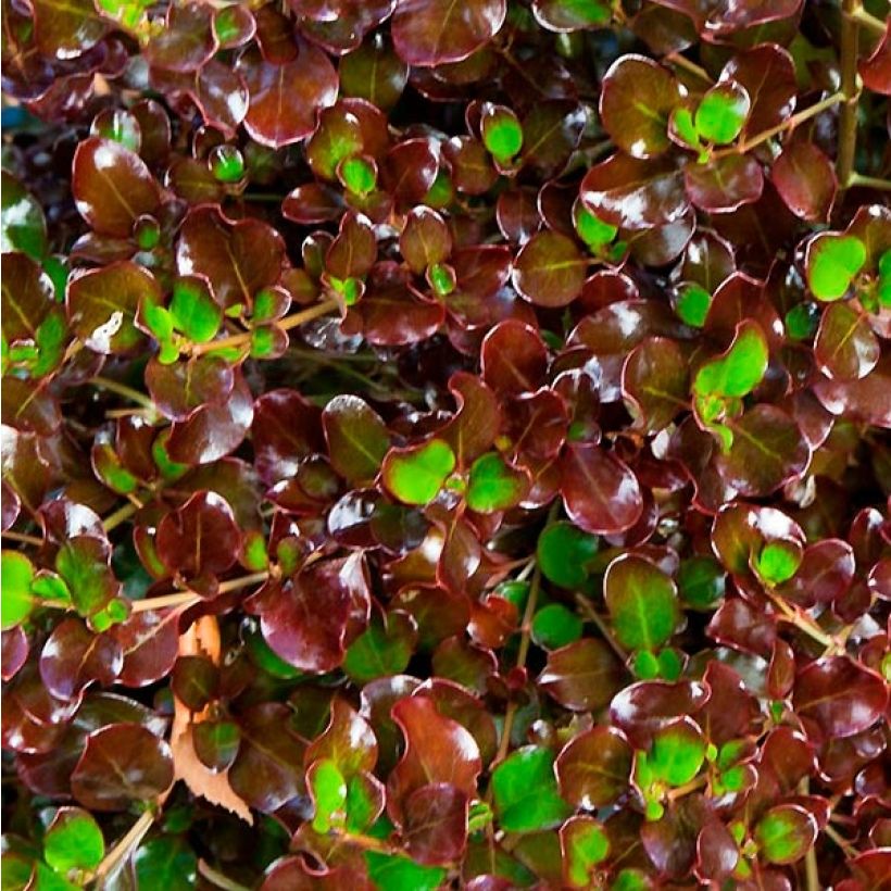 Coprosma Pacific Night (Foliage)