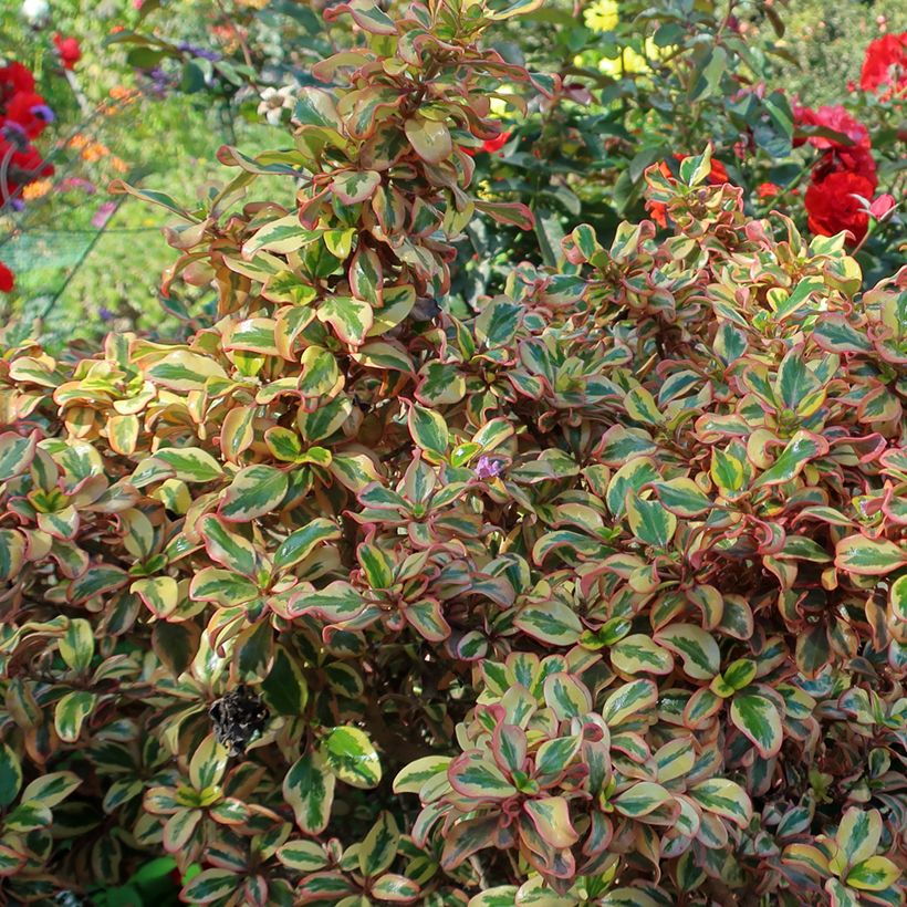 Coprosma repens Pink Splendour (Foliage)