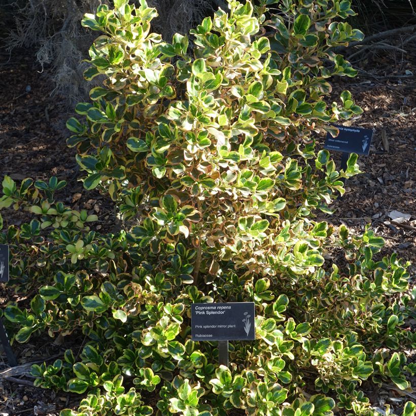 Coprosma repens Pink Splendour (Plant habit)