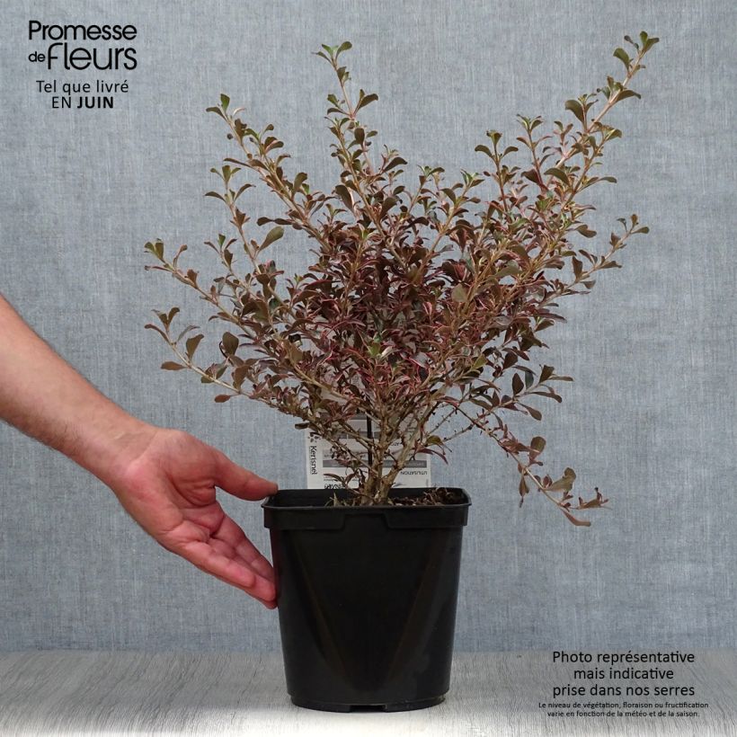 Coprosma repens Fire Burst 3L/4L pot sample as delivered in summer