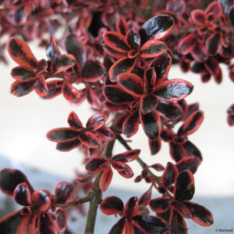 Coprosma repens Fire Burst (Foliage)