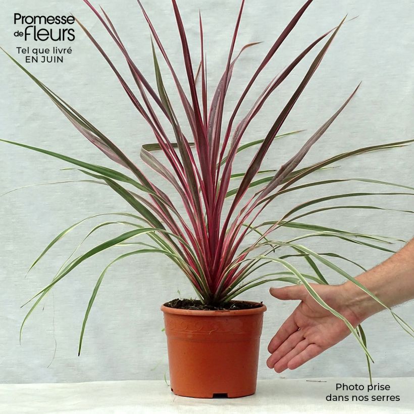 Cordyline Can Can - Cabbage Tree 2L/3L pot sample as delivered in summer