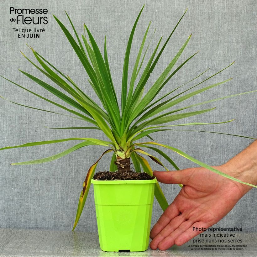 Cordyline australis Ti Tawhiti - Cabbage Tree 1L/1.5L pot sample as delivered in summer
