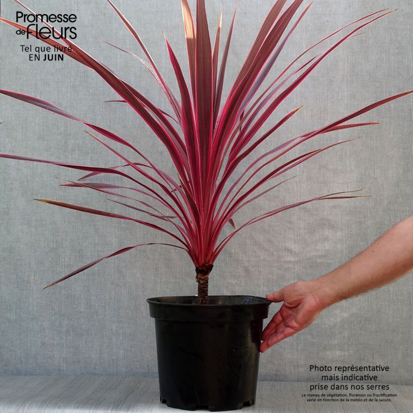 Cordyline australis Cherry Sensation - Cabbage Tree 6L/7L pot sample as delivered in summer