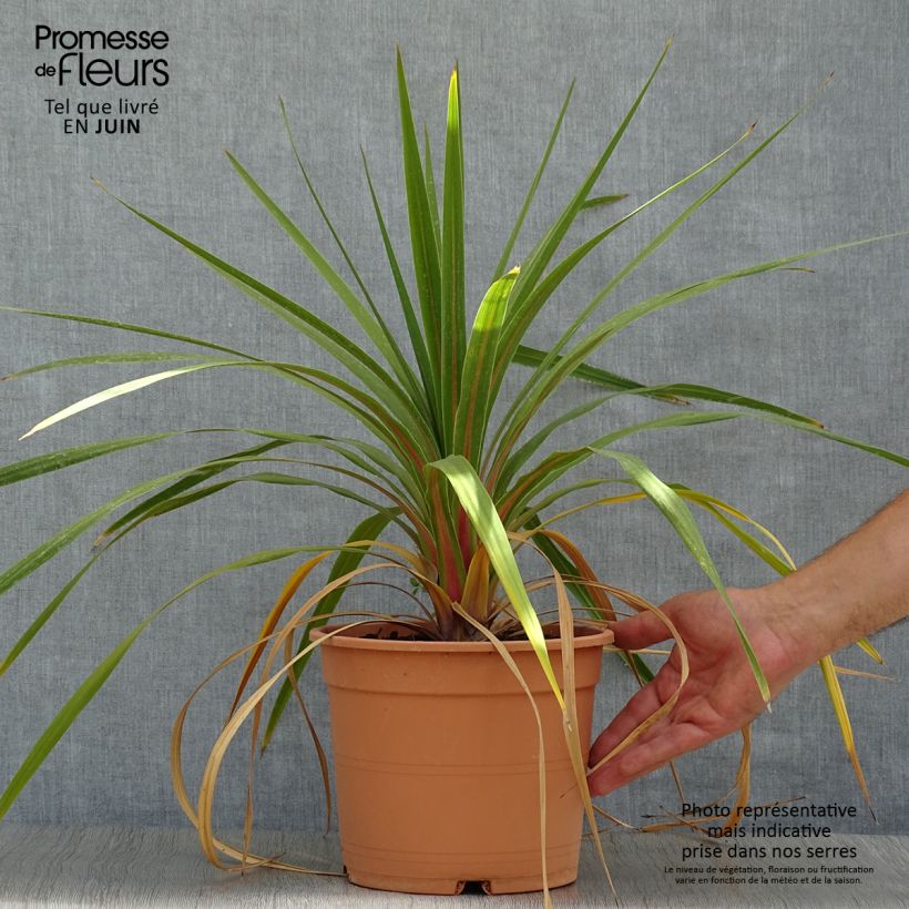 Cordyline australis Peko - Cabbage Tree 3L/4L pot sample as delivered in summer