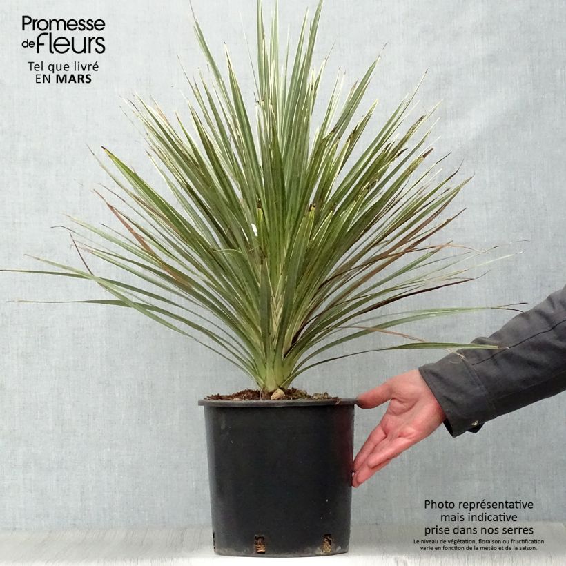 Cordyline australis Pink Champagne - Cabbage Tree sample as delivered in spring