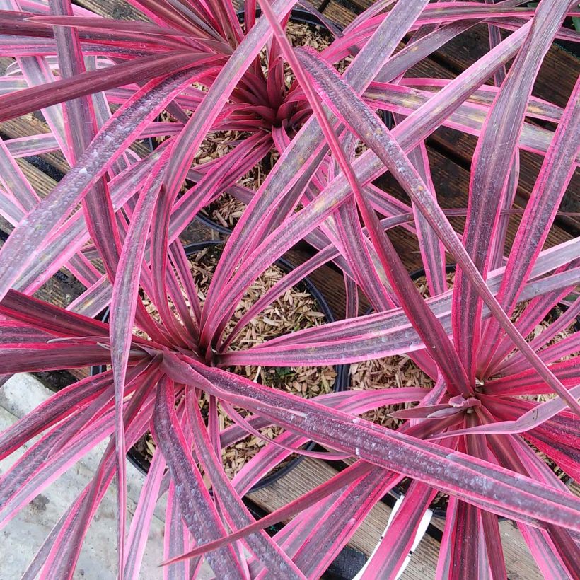 Cordyline australis Pink passion - Cabbage Tree (Flowering)