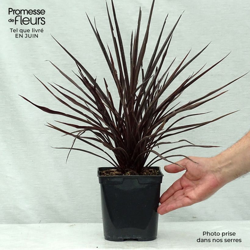 Cordyline australis Red Star - Cabbage Tree 2L/3L pot sample as delivered in summer