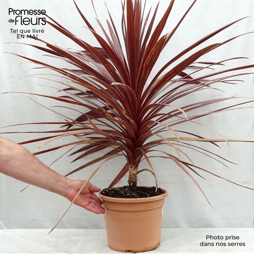 Cordyline australis Red Star - Cabbage Tree sample as delivered in spring