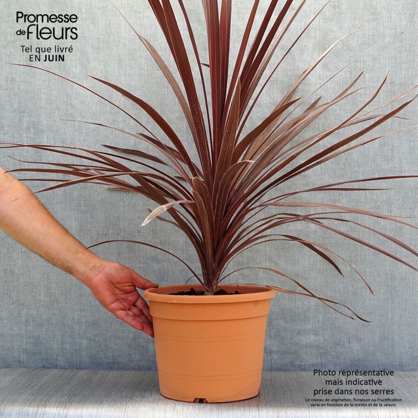 Cordyline australis Red Star - Cabbage Tree 7.5L/10L pot sample as delivered in summer