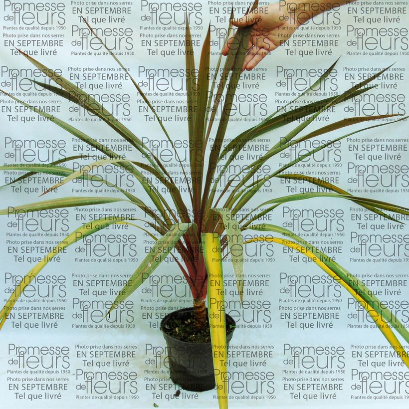 Example of Cordyline australis Sundance - Cabbage Tree specimen as delivered