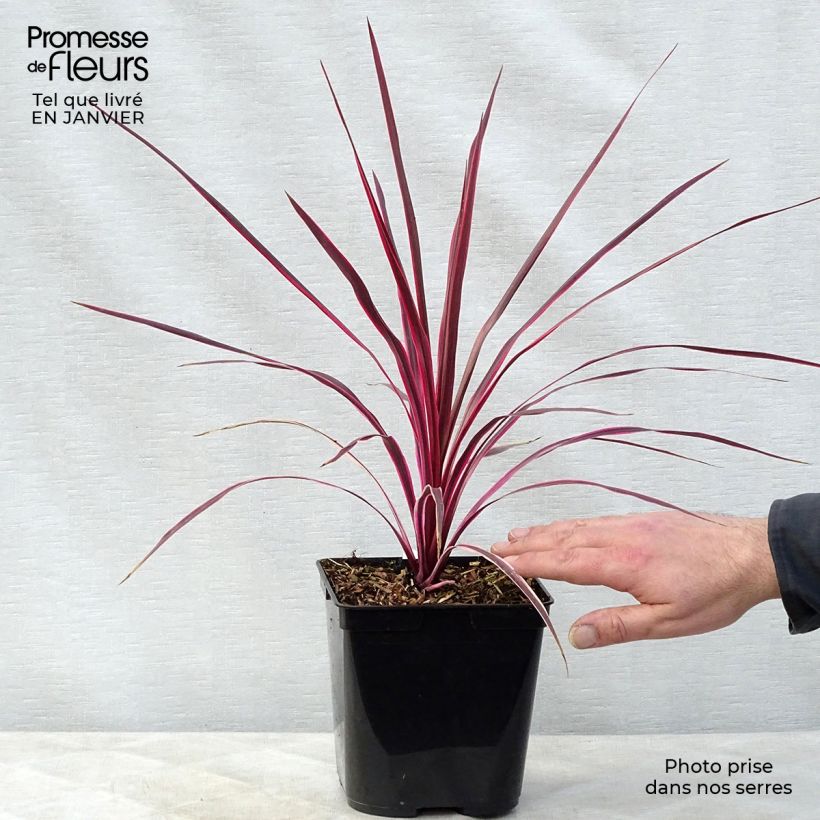 Cordyline australis Sunrise - Cabbage Tree sample as delivered in winter