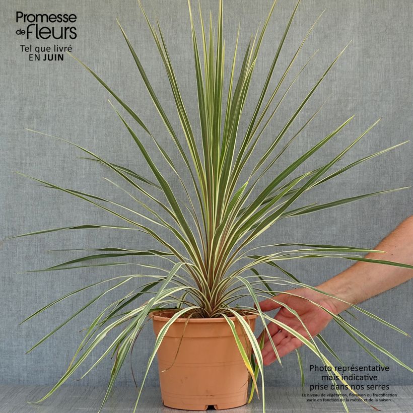 Cordyline australis Torbay Dazzler - Cabbage Tree 4L/5L pot sample as delivered in summer