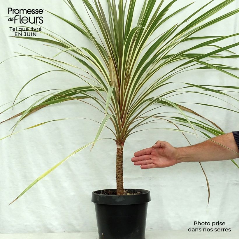 Cordyline australis Torbay Dazzler - Cabbage Tree 4L/5L pot sample as delivered in summer