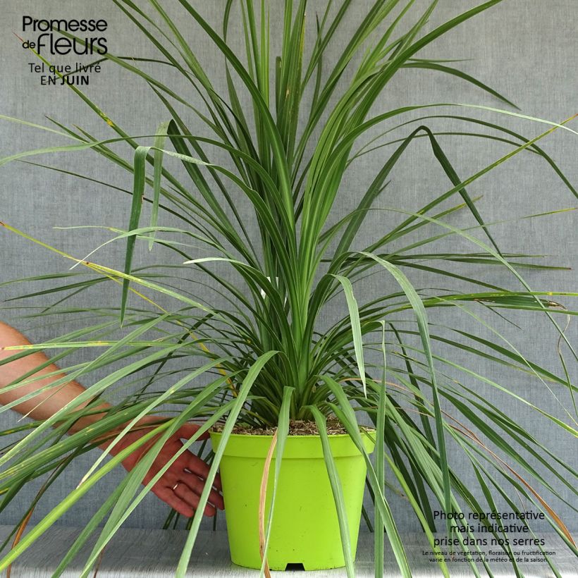 Cordyline australis - Cabbage Tree 7.5L/10L pot sample as delivered in summer