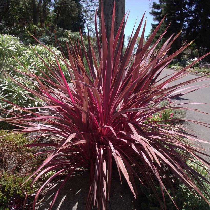 Cordyline banksii Electric Pink - Cabbage Tree (Plant habit)