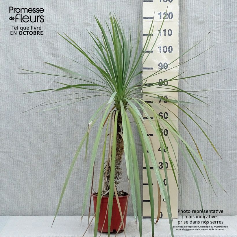 Cordyline indivisa - Mountain Cabbage Tree 3L/4L pot sample as delivered in autumn