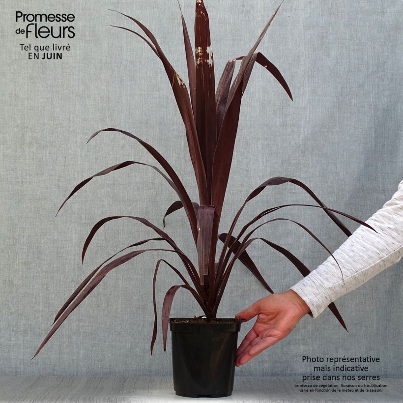 Cordyline obtecta Superstar - Cabbage Tree 3L/4L pot sample as delivered in summer