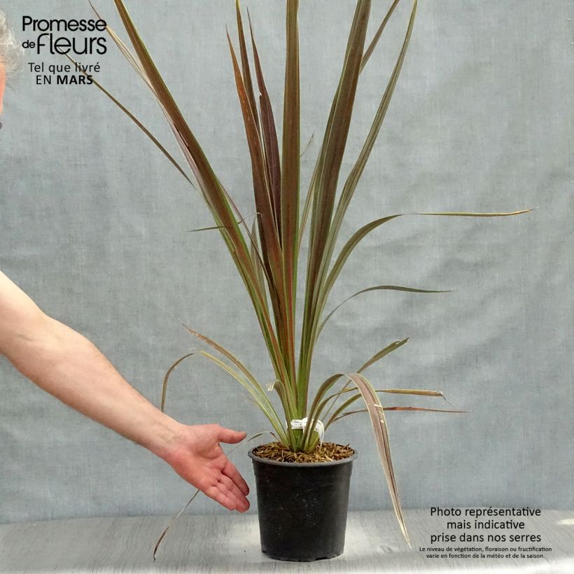 Cordyline banksii Electric Star - Cabbage Tree sample as delivered in spring