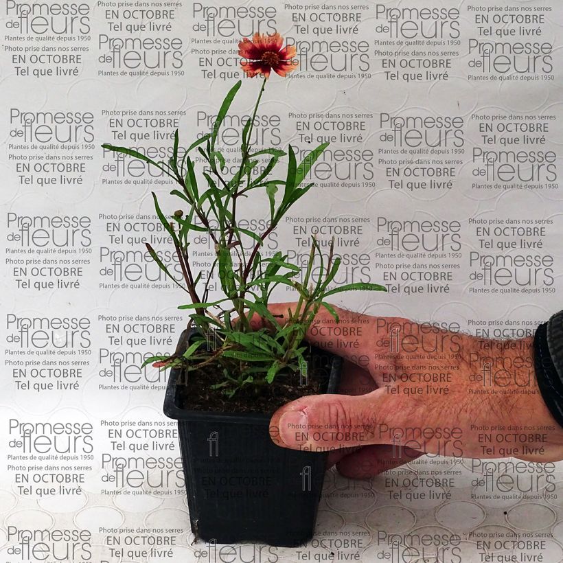 Example of Coreopsis Desert Coral 8/9 cm pot specimen as delivered